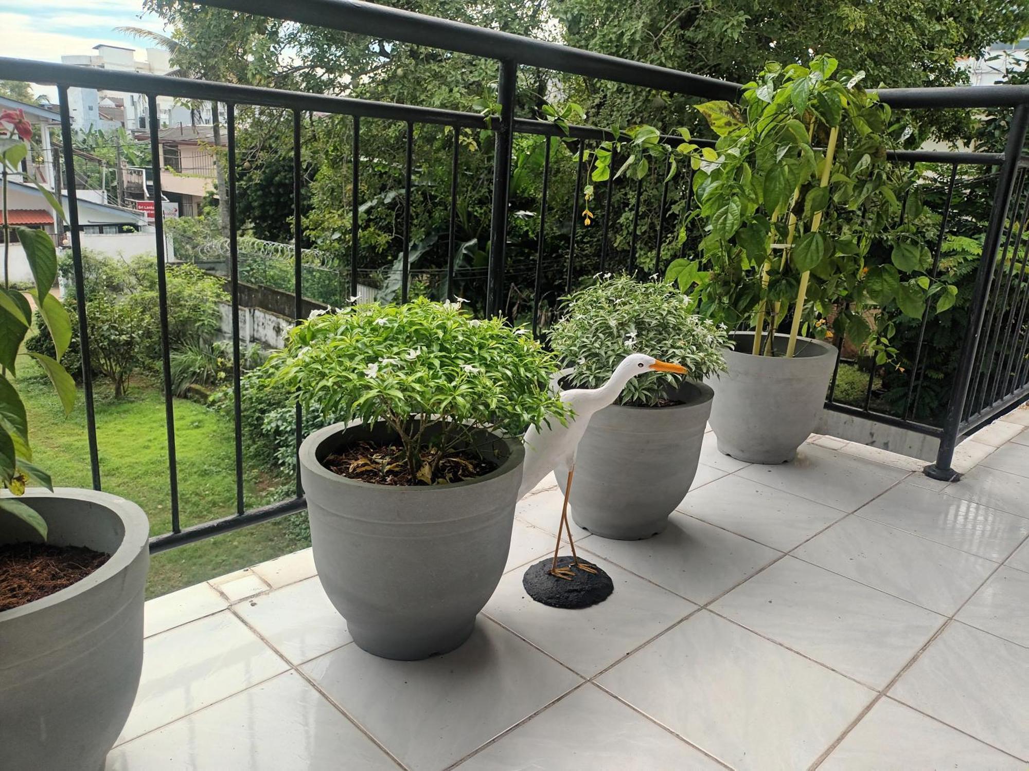 Lovely Flowers In Mount Lavinia Dehiwala-Mount Lavinia Exterior photo