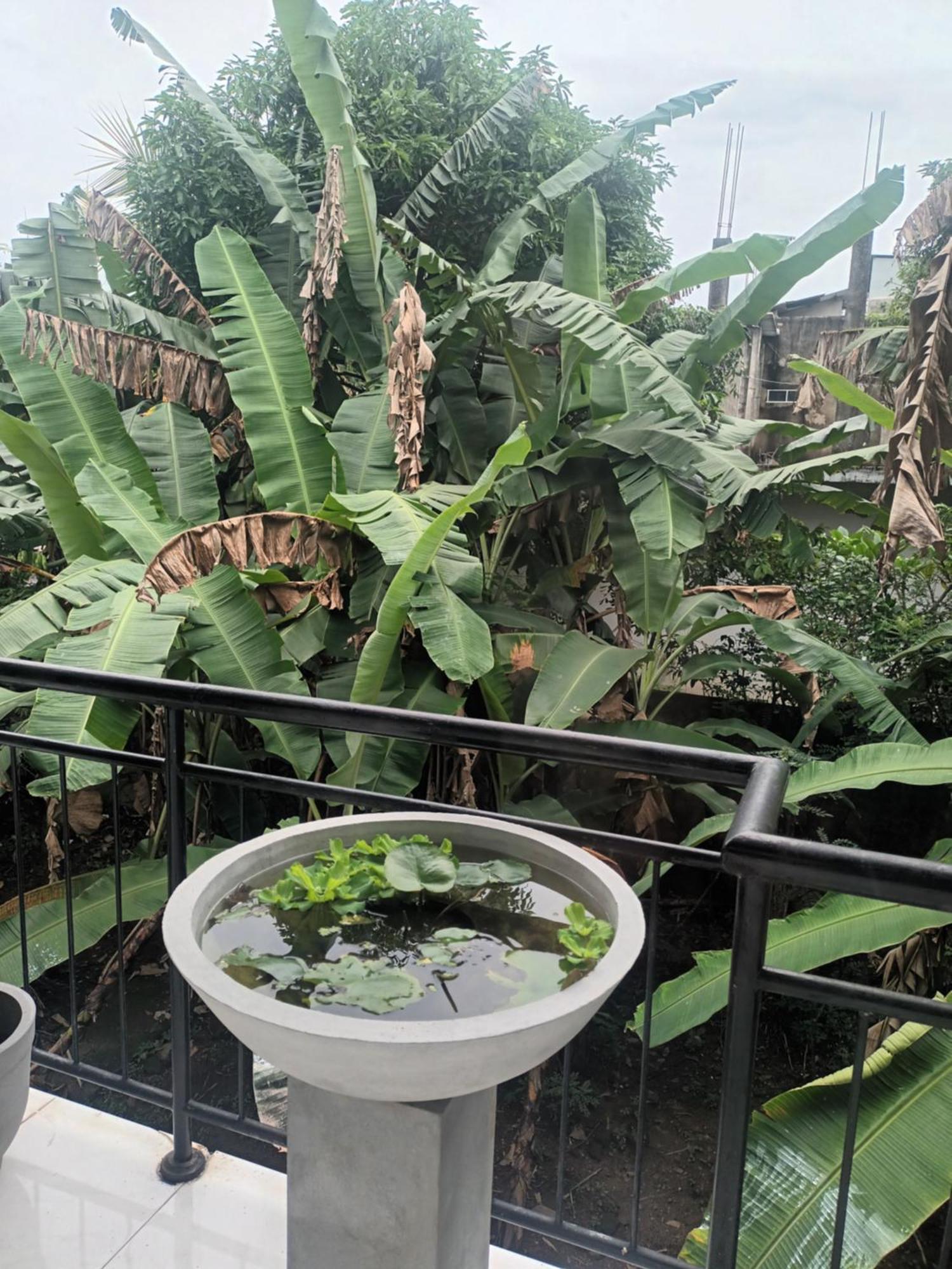 Lovely Flowers In Mount Lavinia Dehiwala-Mount Lavinia Exterior photo